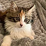 Princess joined the competition — help win amazing prizes! kitten, cat, pet, fluffy, fur, whiskers, blanket, soft, cozy, cute, animal, domestic, relaxed, indoor, young, feline, eyes, portrait, resting, curious