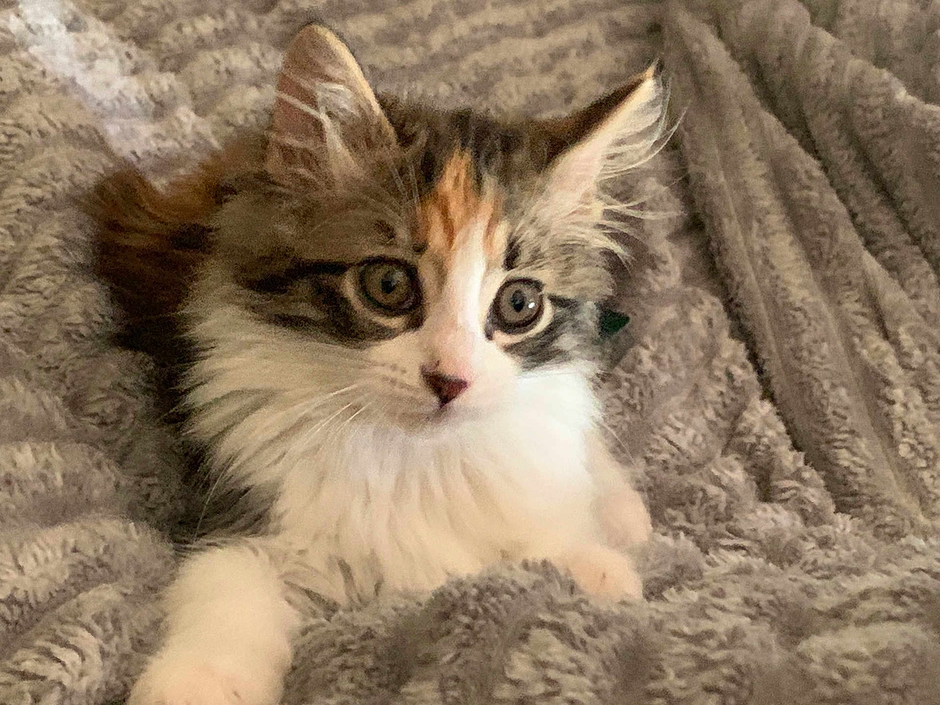 Princess joined the competition — help win amazing prizes! kitten, cat, pet, fluffy, fur, whiskers, blanket, soft, cozy, cute, animal, domestic, relaxed, indoor, young, feline, eyes, portrait, resting, curious