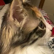 Princess is registered to the contest to win money with this photo: animal, attention, cat, close_up, cute, domestic_cat, ears, face_profile, feline, fluffy_fur, fur_pattern, indoor, looking, mammal, pet, portrait, side_profile, soft_background, whisker, whiskers