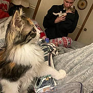Princess is registered to the contest to win money with this photo: cat, kitten, person, indoor, bedroom, blanket, pajamas, food, container, cuddling, pet, fur, cozy, lamp, furniture, soft_lighting, calico, cute, comfort, home