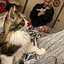 cat, kitten, person, indoor, bedroom, blanket, pajamas, food, container, cuddling, pet, fur, cozy, lamp, furniture, soft_lighting, calico, cute, comfort, home
