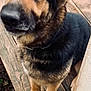 animal, black, brown, canine, close_up, companion, dog, domestic_animal, eyes, face, fur, german_shepherd, looking_up, nature, outdoor, paws, pet, portrait, sitting, wooden_deck
