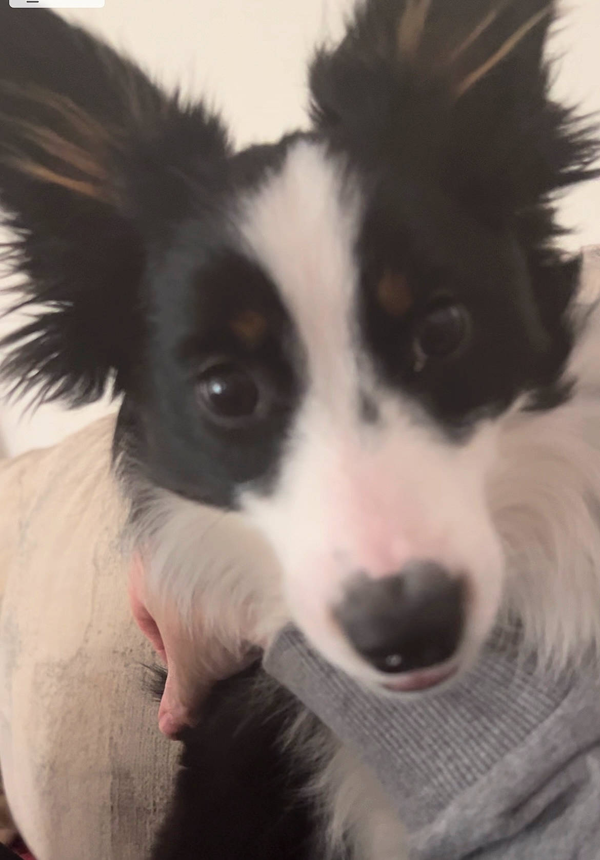 Cricket joined the competition — help win amazing prizes! ancient_dog_breeds, art, australian_collie, border_collie, canidae, carnivore, companion_dog, dog, dog_breed, fur, herding_dog, mcnab, puppy, snout, sporting_group, whiskers, working_animal, working_dog
