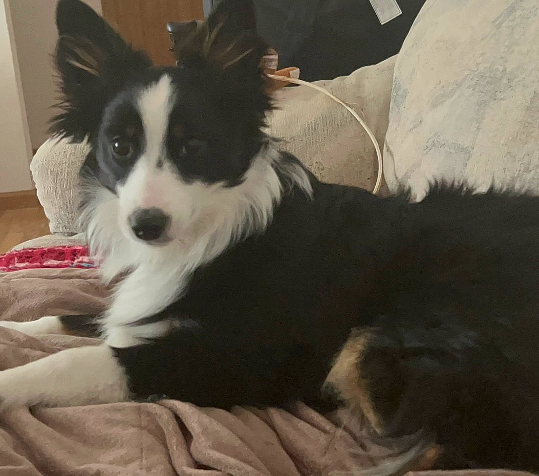 Cricket is registered to the contest to win money with this photo: border_collie, canidae, carnivore, chair, comfort, companion_dog, dog, dog_breed, dog_supply, fur, herding_dog, papillon, snout, sporting_group, toy_dog, whiskers, working_animal, working_dog