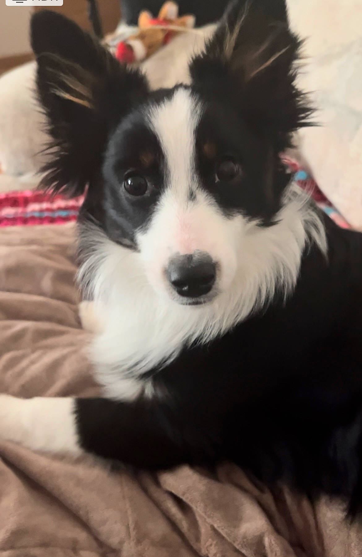 Cricket is registered to the contest to win money with this photo: canidae, carnivore, collar, companion_dog, dog, dog_breed, dog_supply, eye, fur, herding_dog, non_sporting_group, papillon, puppy, sporting_group, toy_dog, whiskers, working_animal, working_dog