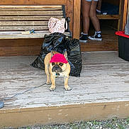 Bob joined the competition — help win amazing prizes! animal, black_trash_bag, book, cabin, casual, dog, french_bulldog, handbag, leash, outdoor, person, pet, porch, red_hat, shorts, sneakers, standing, summer, wooden_bench, wooden_floor