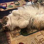 Nola is registered to the contest to win money with this photo: black, brown, cat, close_up, curious, domestic_animal, fluffy, fur, home, indoor, lying_down, pet, pink_nose, relaxed, remote_control, table, table_mat, whiskers, white, wine_bottle_design