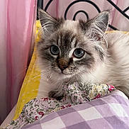 Archimede participe au concours pour gagner de l'argent avec cette photo : kitten, cat, blue_eyes, fluffy_fur, bed, blanket, patterned_fabric, pink_curtain, wrought_iron_headboard, indoor, pet, cute, animal, resting, young_cat, cozy, closeup, soft_lighting, portrait, feline