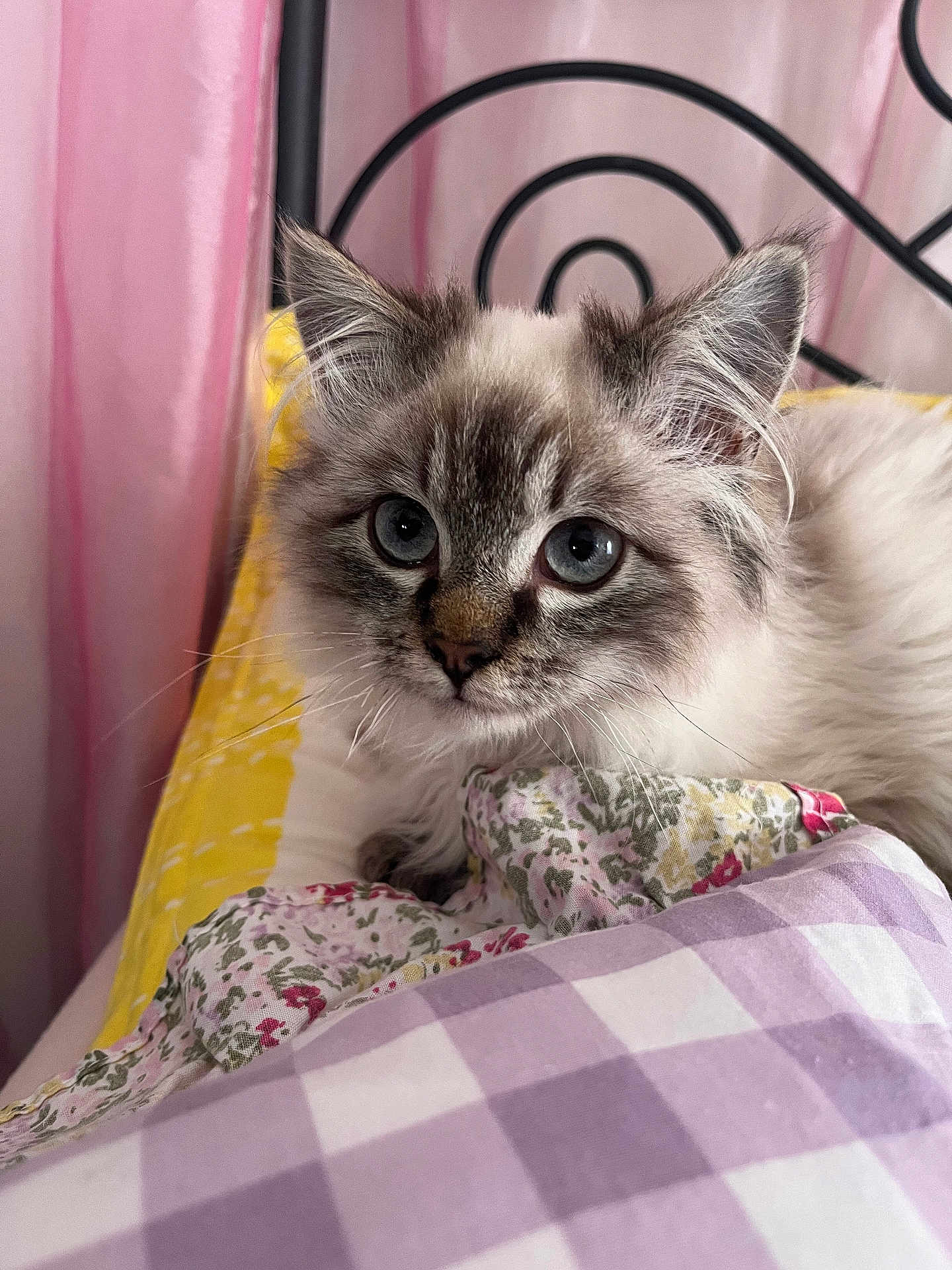 Archimede participe au concours pour gagner de l'argent avec cette photo : kitten, cat, blue_eyes, fluffy_fur, bed, blanket, patterned_fabric, pink_curtain, wrought_iron_headboard, indoor, pet, cute, animal, resting, young_cat, cozy, closeup, soft_lighting, portrait, feline