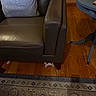 Toby is registered to the contest to win money with this photo: cat, leather_couch, wooden_floor, rug, table_leg, hiding, pet, indoor, home, curious, animal, furniture, cozy, flooring, brown, gray, playful, small, cute, hidden