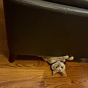 Toby is registered to the contest to win money with this photo: cat, curious, peeking, under_couch, wooden_floor, purple_collar, indoor, pet, feline, brown_couch, flooring, playful, domestic_animal, animal, whiskers, ears, eyes, paws, resting, looking_upside_down