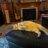 Toby is registered to the contest to win money with this photo: cat, orange_cat, lounging, ottoman, living_room, fireplace, guitar, wooden_furniture, rug, cozy, indoor, pet, relaxed, furniture, books, lamp, scratching_post, carpet, cushion, home_decor