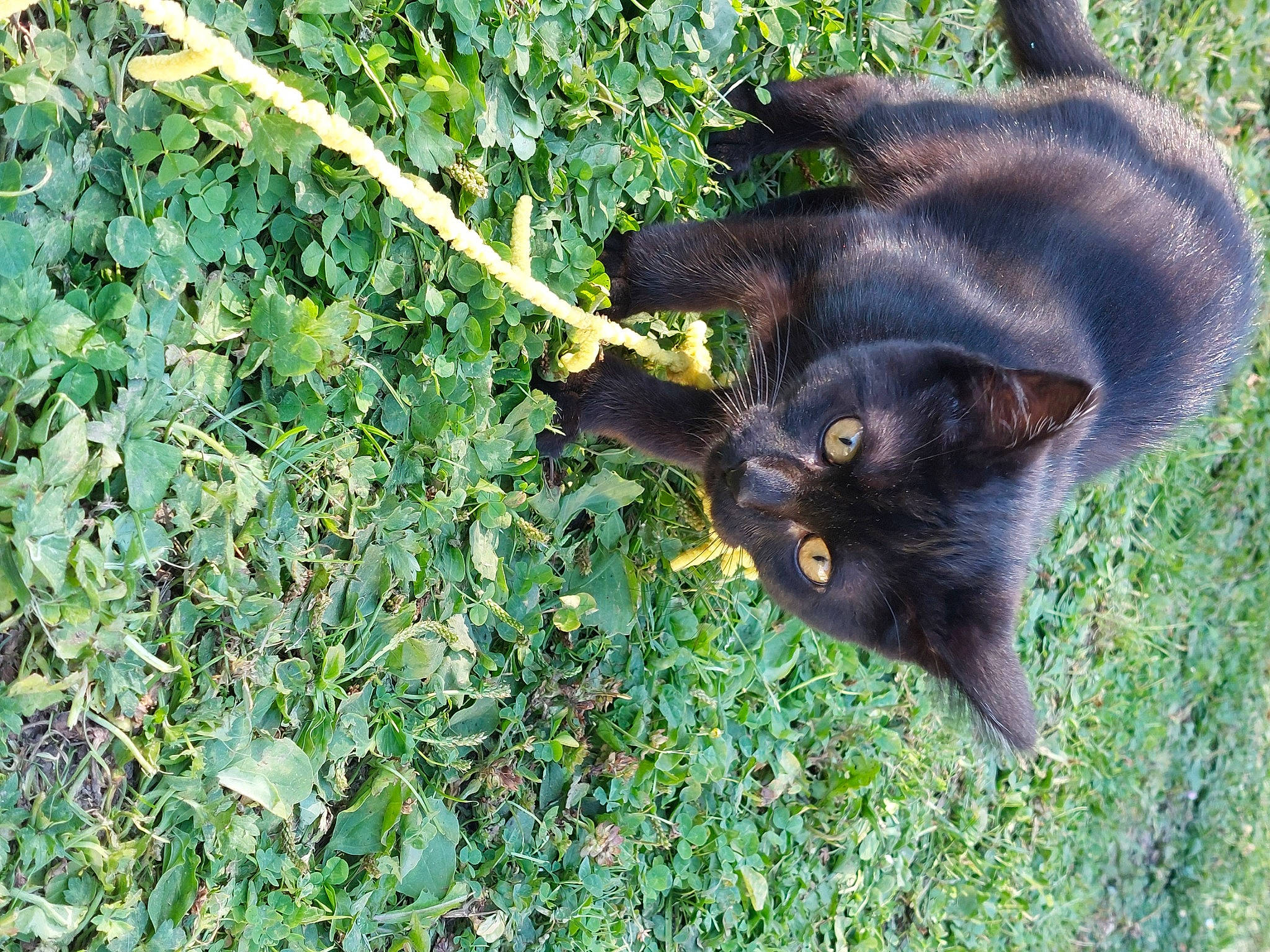 Pepito participe au concours pour gagner de l'argent avec cette photo : black_cat, bombay, carnivore, cat, dog_breed, domestic_short_haired_cat, felidae, flowering_plant, fur, grass, groundcover, plant, shrub, small_to_medium_sized_cats, snout, tail, terrestrial_animal, whiskers