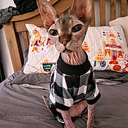 Jimmy joined the competition — help win amazing prizes! abyssinian, animal, bed, bedroom, blanket, canine, cat, couch, crib, cushion, dog, egyptiancat, furniture, homedecor, indoors, infantbed, kitten, pet, quilt, room