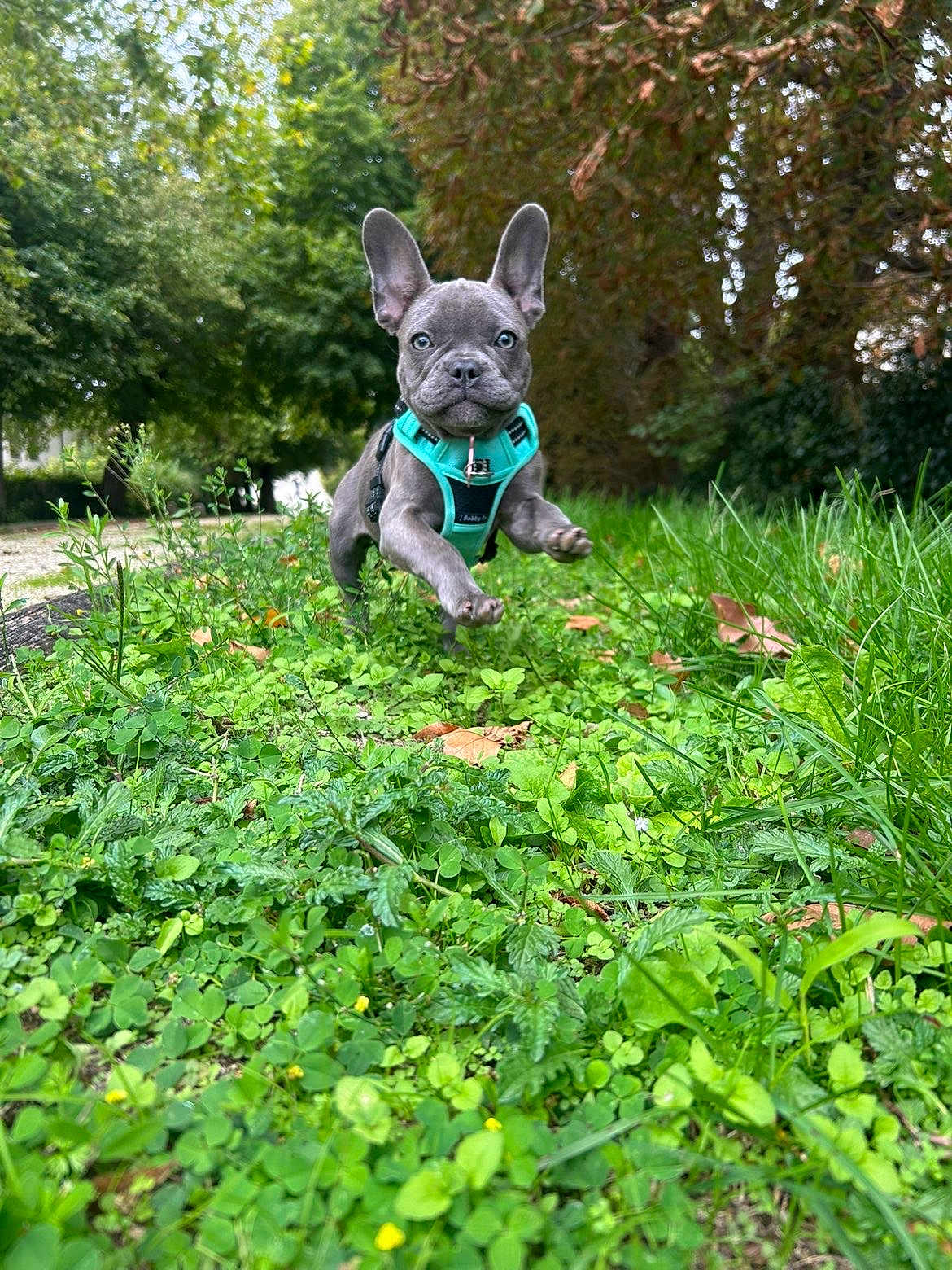Arya