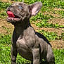 Arya participe au concours pour gagner de l'argent avec cette photo : puppy, dog, grass, outdoor, happy, tongue_out, sunlight, animal, pet, cute, ears, mammal, nature, young, playful, fur, canine, smiling, sitting, greenery