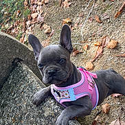 Arya participe au concours pour gagner de l'argent avec cette photo : dog, puppy, french_bulldog, pink_harness, outdoor, autumn, leaves, gravel, stone_surface, curious, pet, animal, ears, young_dog, nature, close_up, cute, small_dog, daylight, looking