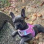 dog, puppy, french_bulldog, pink_harness, outdoor, autumn, leaves, gravel, stone_surface, curious, pet, animal, ears, young_dog, nature, close_up, cute, small_dog, daylight, looking