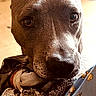Rosko a rejoint le concours — aidez-le/la à gagner de superbes lots ! dog, close_up, portrait, brown_fur, black_nose, floppy_ears, blue_eyes, pet, indoors, home, blanket, fabric, pajamas, floral_pattern, cozy, sitting, looking_at_camera, muzzle, animal_face, photography