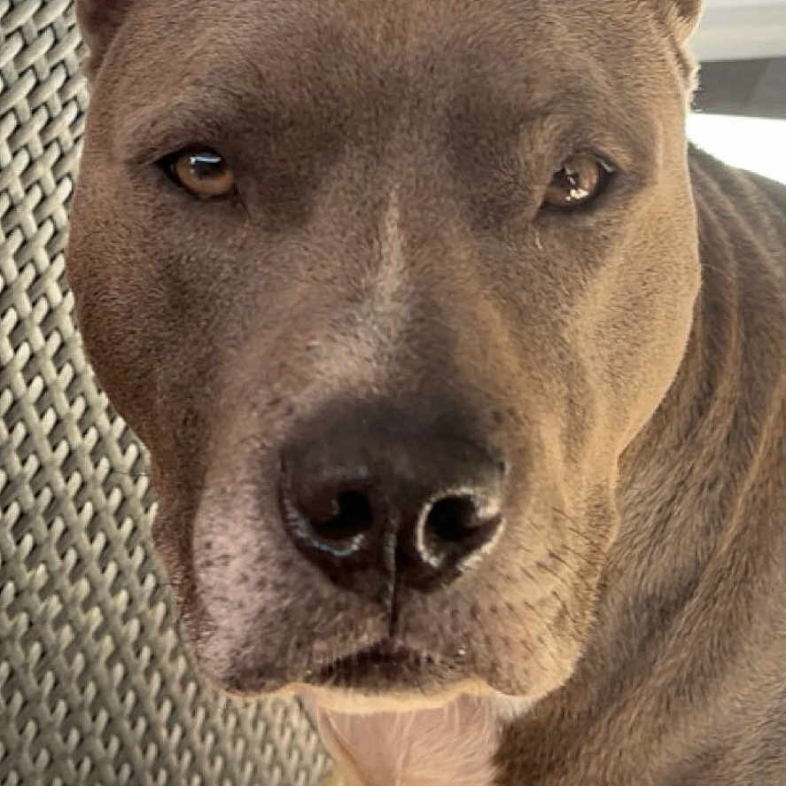 Rosko a rejoint le concours — aidez-le/la à gagner de superbes lots ! dog, pit_bull, blue_gray_coat, short_hair, pointed_ears, close_up, portrait, pet, animal, face, eyes, nose, standing, outdoor, patio, chair, wicker, tiles, serious_expression, photography