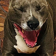 Rosko a rejoint le concours — aidez-le/la à gagner de superbes lots ! dog, canine, portrait, sitting, tongue, open_mouth, pointed_ears, happy, playful, close_up, front_view, gray_fur, white_chest, pet, indoors, couch, furniture, centered_composition, smartphone_photo, funny_expression