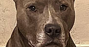Rosko a rejoint le concours — aidez-le/la à gagner de superbes lots ! dog, canine, portrait, sitting, indoors, front_view, alert, upright_ears, short_coat, gray_coat, white_chest, brown_fur, dark_eyes, black_nose, pet, animal, wall, home, centered_composition, vertical_photo