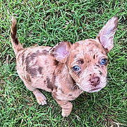 Charley joined the competition — help win amazing prizes! adorable, animal, brown, canine, cute, dog, ears, friendly, fur, grass, looking_up, nature, outdoor, pet, playful, puppy, small, spots, tan, young