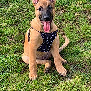 Django a rejoint le concours — aidez-le/la à gagner de superbes lots ! puppy, dog, german_shepherd, grass, outdoor, harness, tongue_out, sitting, happy, ears_up, pet, canine, young_dog, nature, sunlight, animal, playful, cute, smiling, friendly