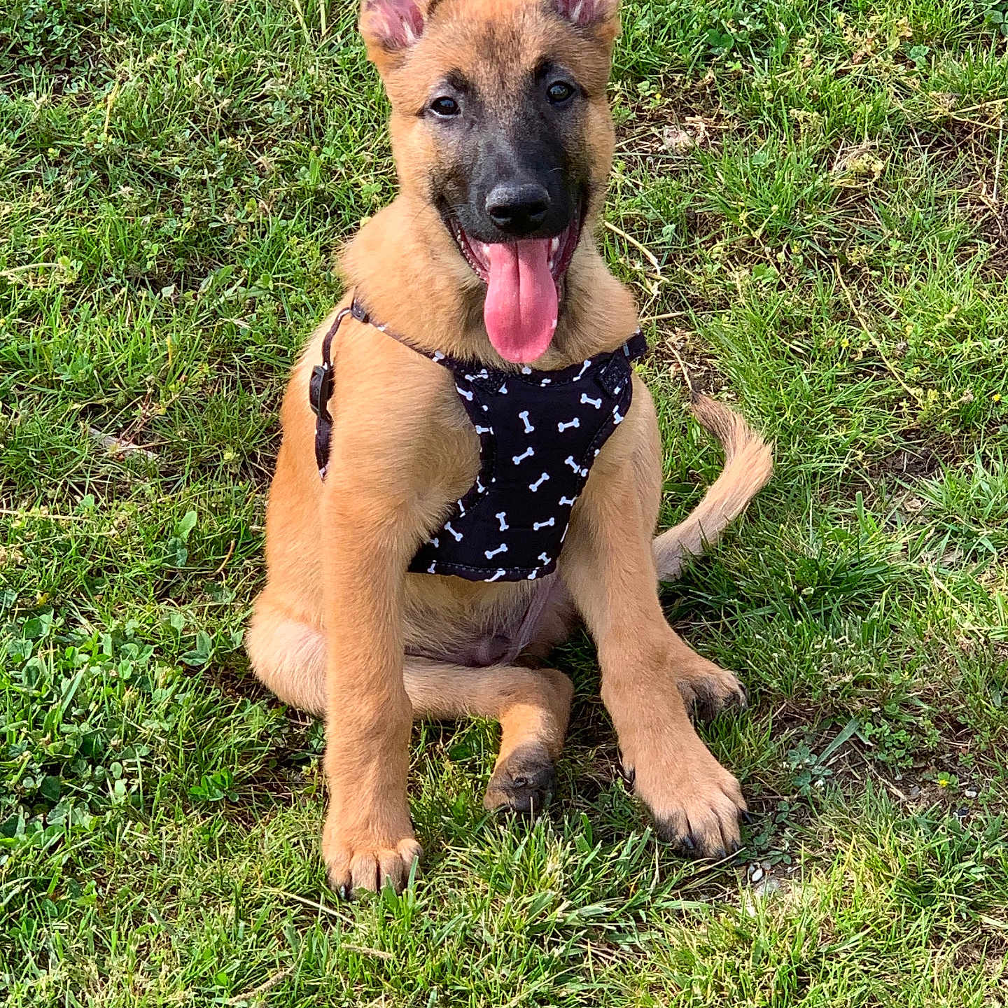 Django a rejoint le concours — aidez-le/la à gagner de superbes lots ! puppy, dog, german_shepherd, grass, outdoor, harness, tongue_out, sitting, happy, ears_up, pet, canine, young_dog, nature, sunlight, animal, playful, cute, smiling, friendly