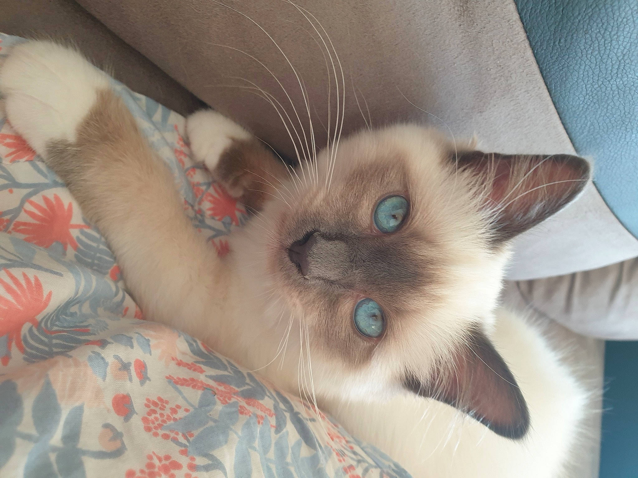 Sushy participe au concours pour gagner de l'argent avec cette photo : balinese, birman, carnivore, cat, claw, comfort, domestic_short_haired_cat, eye, fawn, felidae, fur, head, paw, ragdoll, siamese, small_to_medium_sized_cats, snout, tail, thai, whiskers