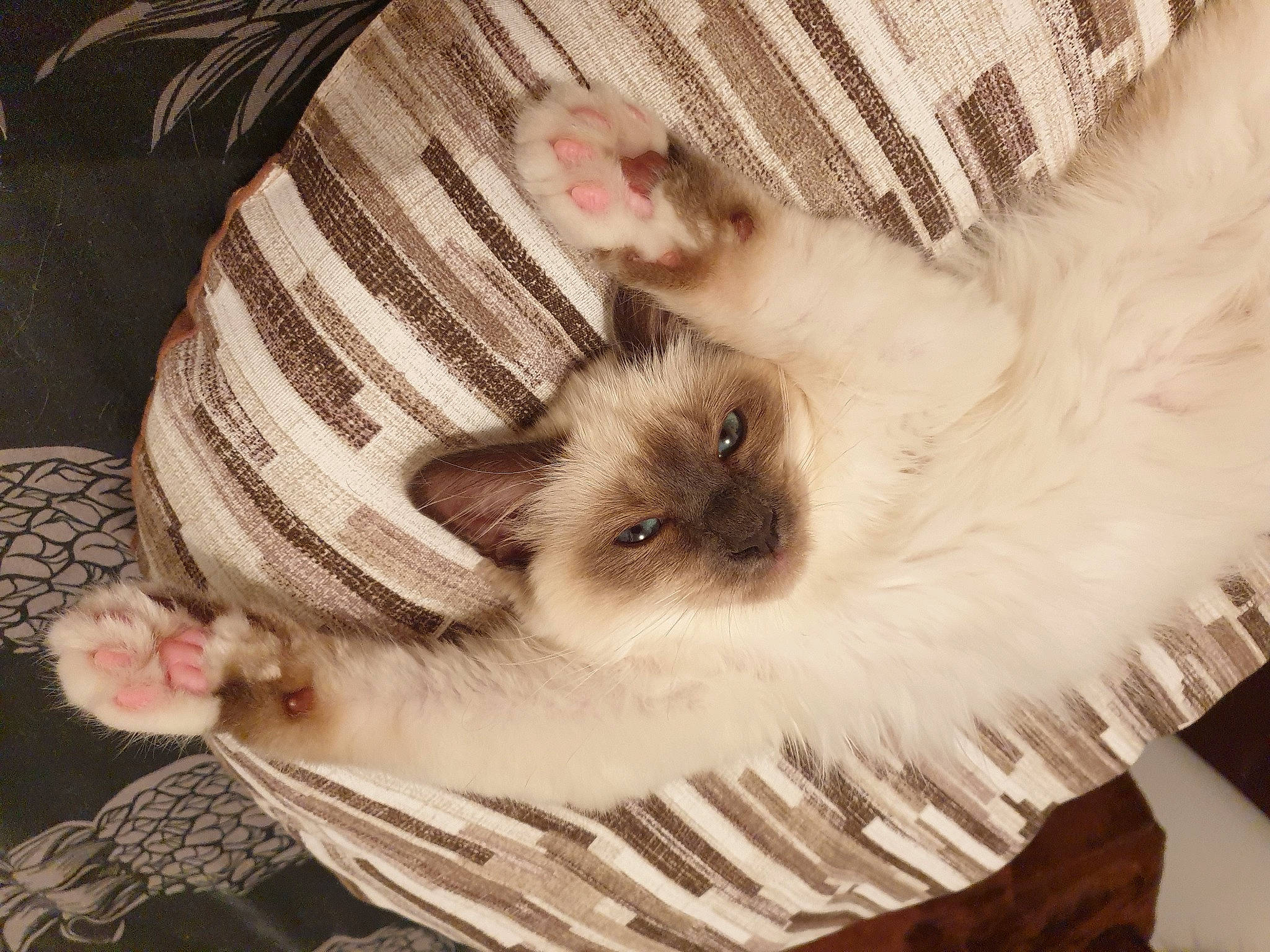 Sushy participe au concours pour gagner de l'argent avec cette photo : carnivore, cat, claw, comfort, companion_dog, fawn, feather, felidae, foot, fur, pattern, paw, ragdoll, siamese, small_to_medium_sized_cats, snout, tail, textile, whiskers, wing