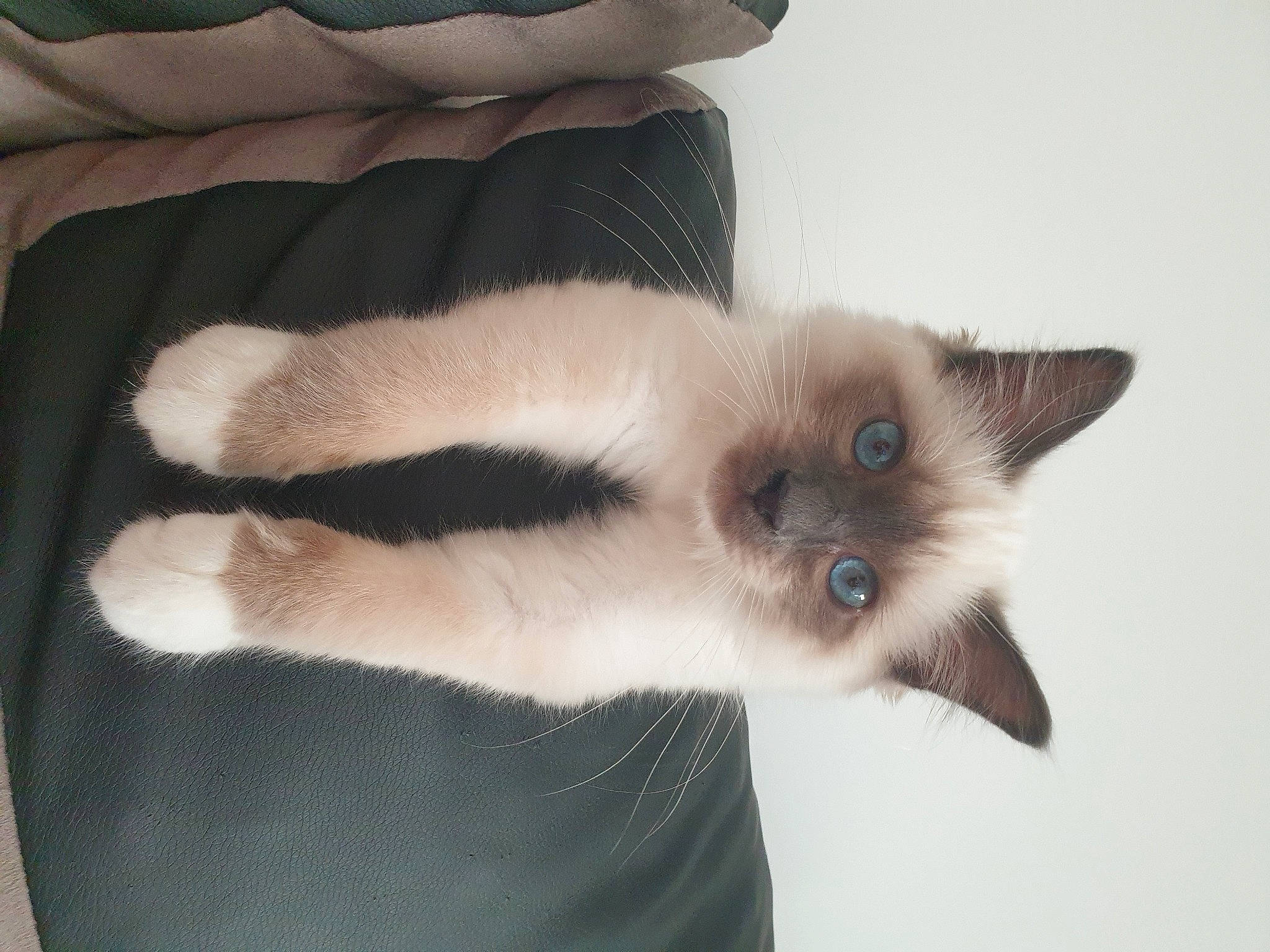 Sushy a rejoint le concours — aidez-le/la à gagner de superbes lots ! balinese, birman, carnivore, cat, claw, comfort, couch, domestic_short_haired_cat, eye, fawn, felidae, foot, fur, paw, siamese, small_to_medium_sized_cats, snout, tail, thai, whiskers