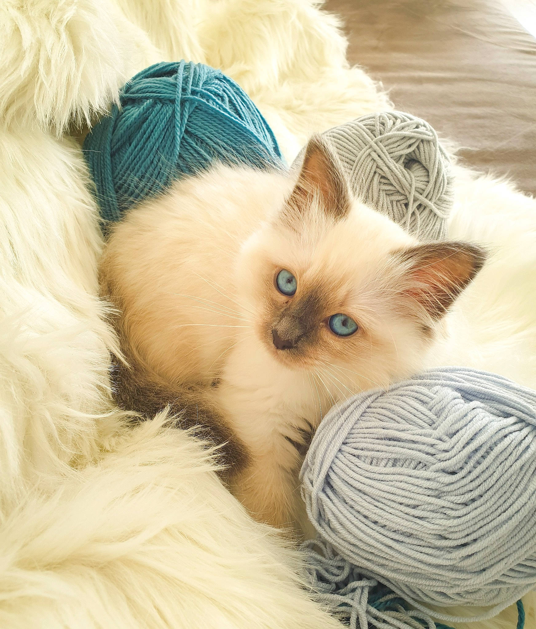 Sushy participe au concours pour gagner de l'argent avec cette photo : basket, birman, carnivore, cat, cat_bed, claw, comfort, fawn, felidae, fur, natural_material, paw, ragdoll, siamese, small_to_medium_sized_cats, snout, tail, terrestrial_animal, whiskers