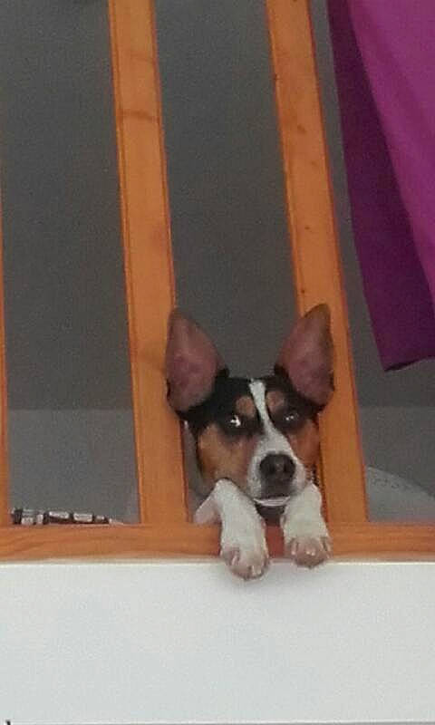 Boy a rejoint le concours — aidez-le/la à gagner de superbes lots ! canidae, cardigan_welsh_corgi, carnivore, companion_dog, dog, dog_breed, fawn, feist, jack_russell_terrier, mammal, miniature_fox_terrier, puppy, rat_terrier, ratonero_bodeguero_andaluz, russell_terrier, sporting_group, teddy_roosevelt_terrier, tenterfield_terrier, vertebrate