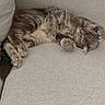 Moon a rejoint le concours — aidez-le/la à gagner de superbes lots ! cat, gray_cat, tabby, pet, animal, sleeping, relaxed, upside_down, lying_down, curled_paws, fluffy, fur, whiskers, ears, tail, couch, sofa, indoor, cozy, nap