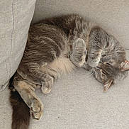 Moon a rejoint le concours — aidez-le/la à gagner de superbes lots ! cat, tabby, sleeping, curled_up, paws, whiskers, fur, gray, brown, indoor, sofa, couch, cushion, relaxed, cozy, pet, animal, resting, cute, portrait