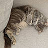 cat, tabby, sleeping, curled_up, paws, whiskers, fur, gray, brown, indoor, sofa, couch, cushion, relaxed, cozy, pet, animal, resting, cute, portrait