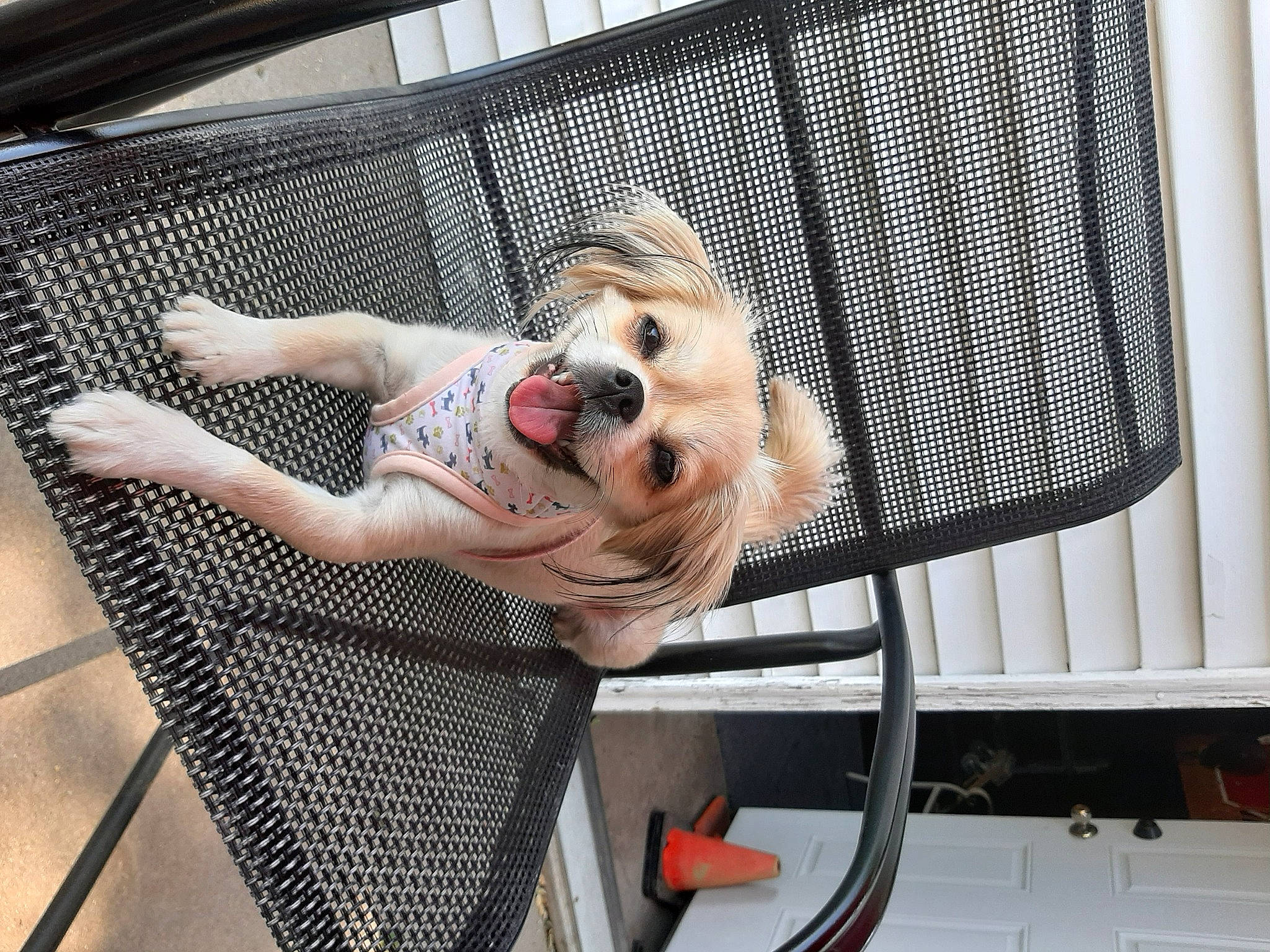 Sadie Toots is registered to the contest to win money with this photo: animal_shelter, canidae, carnivore, comfort, companion_dog, dog, dog_breed, fawn, golden_retriever, hammock, leg, non_sporting_group, puppy, puppy_love, retriever, sporting_group