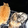 cats, two_cats, orange_cat, calico_cat, feline, pets, animal, fur, fluffy, sitting, standing, blanket, bed, indoor, night, flash_photography, dark_background, back_view, playful, home