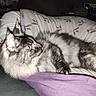 Satine participe au concours pour gagner de l'argent avec cette photo : cat, fluffy, long_hair, gray_fur, white_fur, tabby, lying_down, bed, blanket, bedding, purple_blanket, pillow, indoor, bedroom, pet, animal, whiskers, pointed_ears, yellow_eyes, relaxed