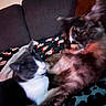 cat, cats, kitten, gray_cat, white_cat, brown_cat, fluffy, fur, animal, pet, wrestling, playful, motion_blur, couch, blanket, festive, indoors, living_room, portrait, sitting