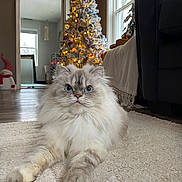 Lana joined the competition — help win amazing prizes! blanket, blue_eyes, cat, christmas_tree, couch, cozy, decorations, festive, floor, fluffy, holiday_decor, home, indoor, lights, living_room, ornaments, pet, rug, snowman_figure, window