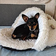 Maya a rejoint le concours — aidez-le/la à gagner de superbes lots ! animal, bed, black_dog, canine, collar, comfort, cozy, cute, dog, ears, face, fluffy, fur, furniture, home, indoor, pet_bed, resting, small_dog, tan_markings