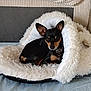 animal, bed, black_dog, canine, collar, comfort, cozy, cute, dog, ears, face, fluffy, fur, furniture, home, indoor, pet_bed, resting, small_dog, tan_markings