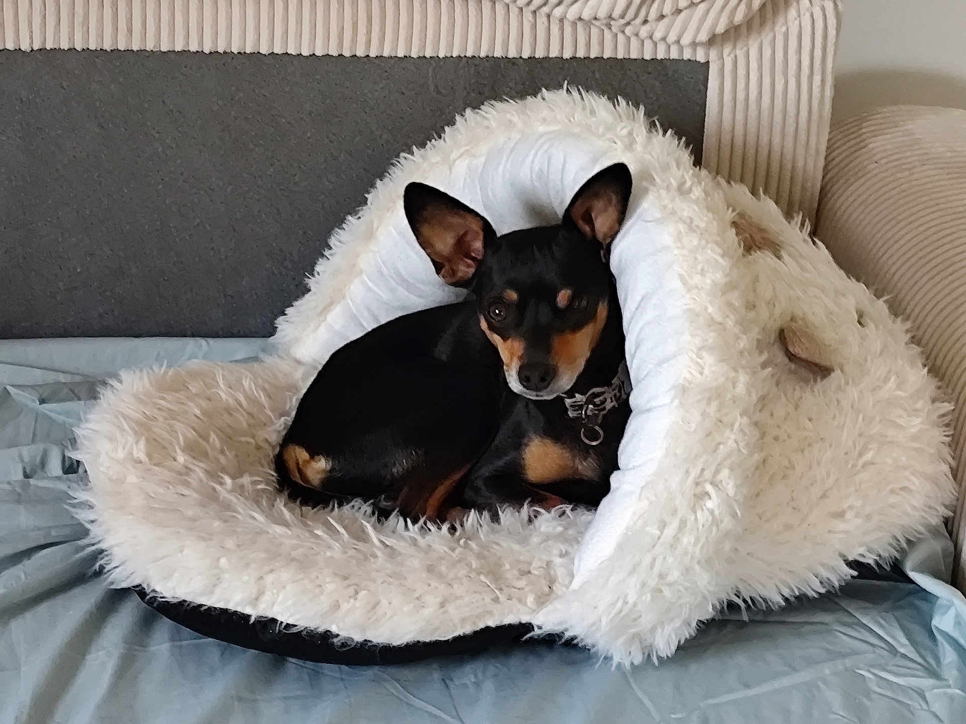 Maya
