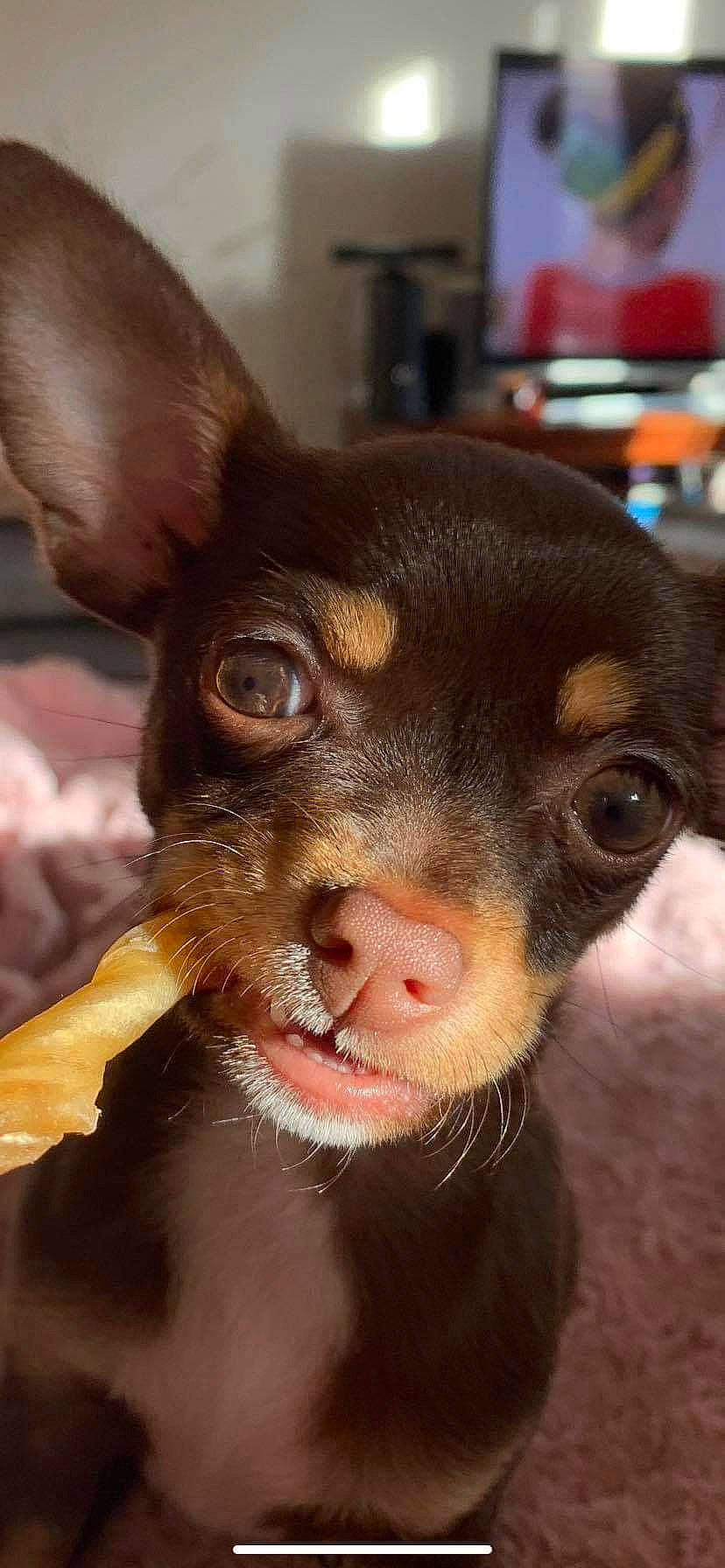 Pamela participe au concours pour gagner de l'argent avec cette photo : canidae, carnivore, close_up, companion_dog, dog, dog_breed, ear, fawn, fur, liver, pinscher, prazsky_krysarik, russkiy_toy, snout, sporting_group, terrestrial_animal, toy_dog, whiskers, working_animal, working_dog