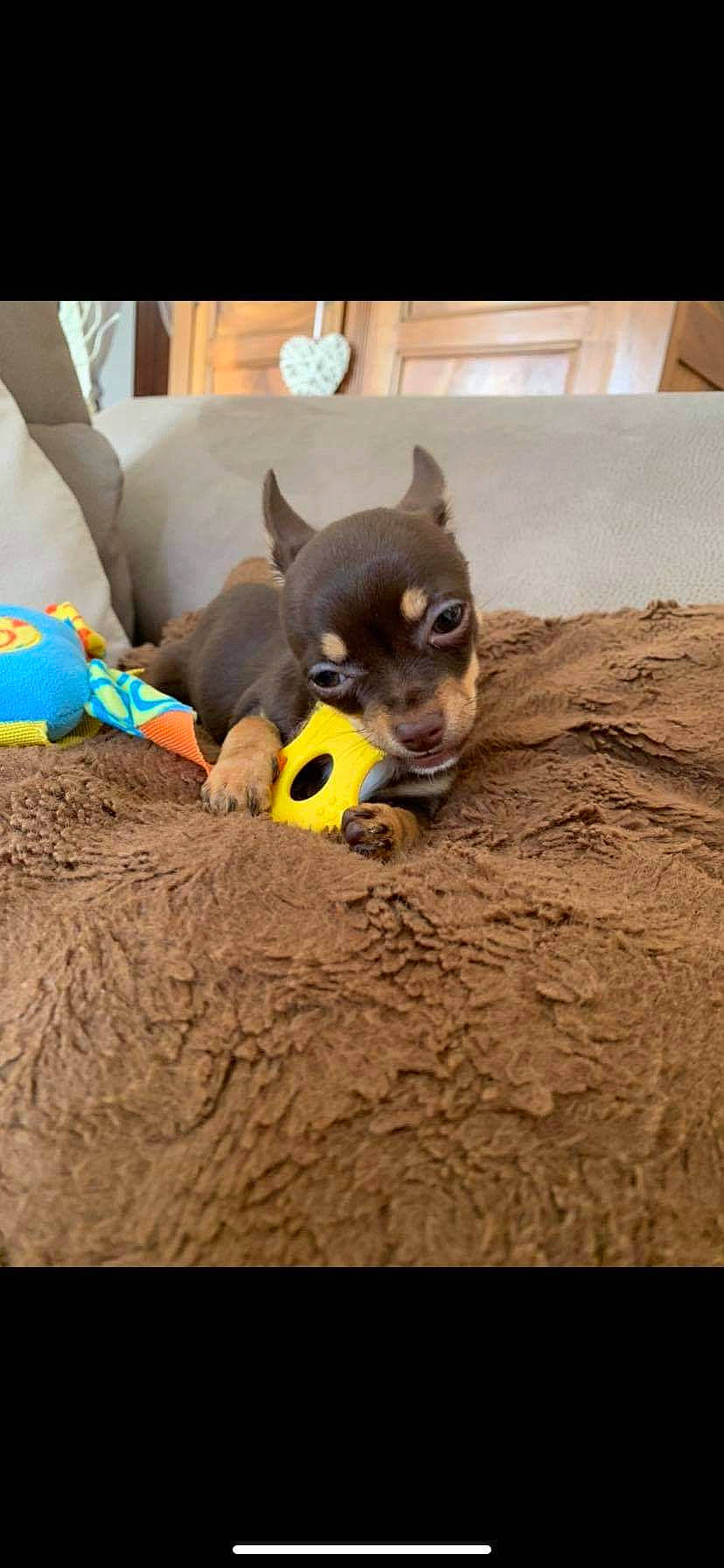 Pamela a rejoint le concours — aidez-le/la à gagner de superbes lots ! canidae, carmine, carnivore, companion_dog, dog, dog_breed, dog_supply, fawn, fur, grey, paw, pet_supply, snout, stuffed_toy, tail, terrestrial_animal, toy, toy_dog, whiskers, working_animal