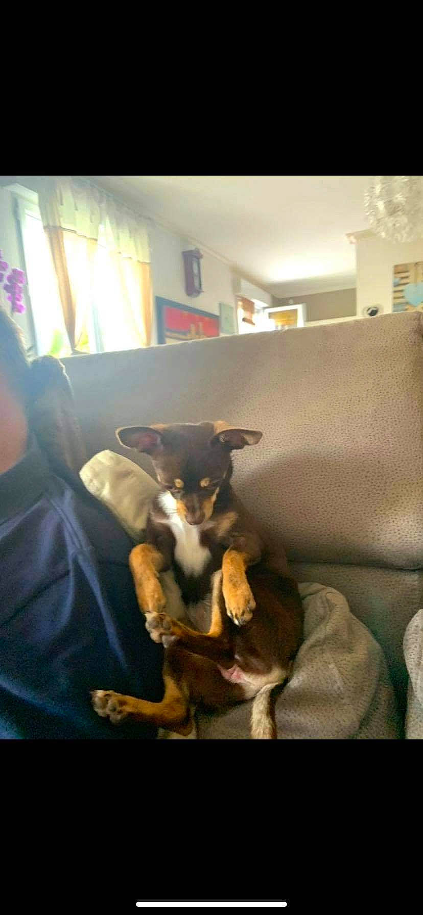 Pamela participe au concours pour gagner de l'argent avec cette photo : carnivore, comfort, companion_dog, couch, dog, dog_breed, felidae, flooring, fur, hardwood, living_room, room, sitting, small_to_medium_sized_cats, tail, tints_and_shades, toy_dog, whiskers, window, working_animal