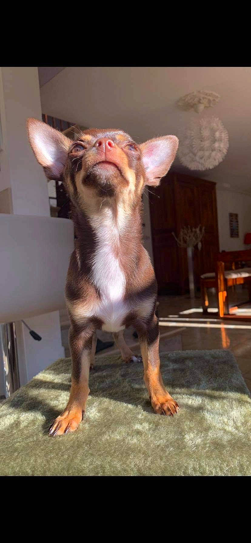 Pamela participe au concours pour gagner de l'argent avec cette photo : canidae, carnivore, collar, companion_dog, dog, dog_breed, ear, fawn, fur, liver, non_sporting_group, snout, sporting_group, toy_dog, whiskers, working_animal