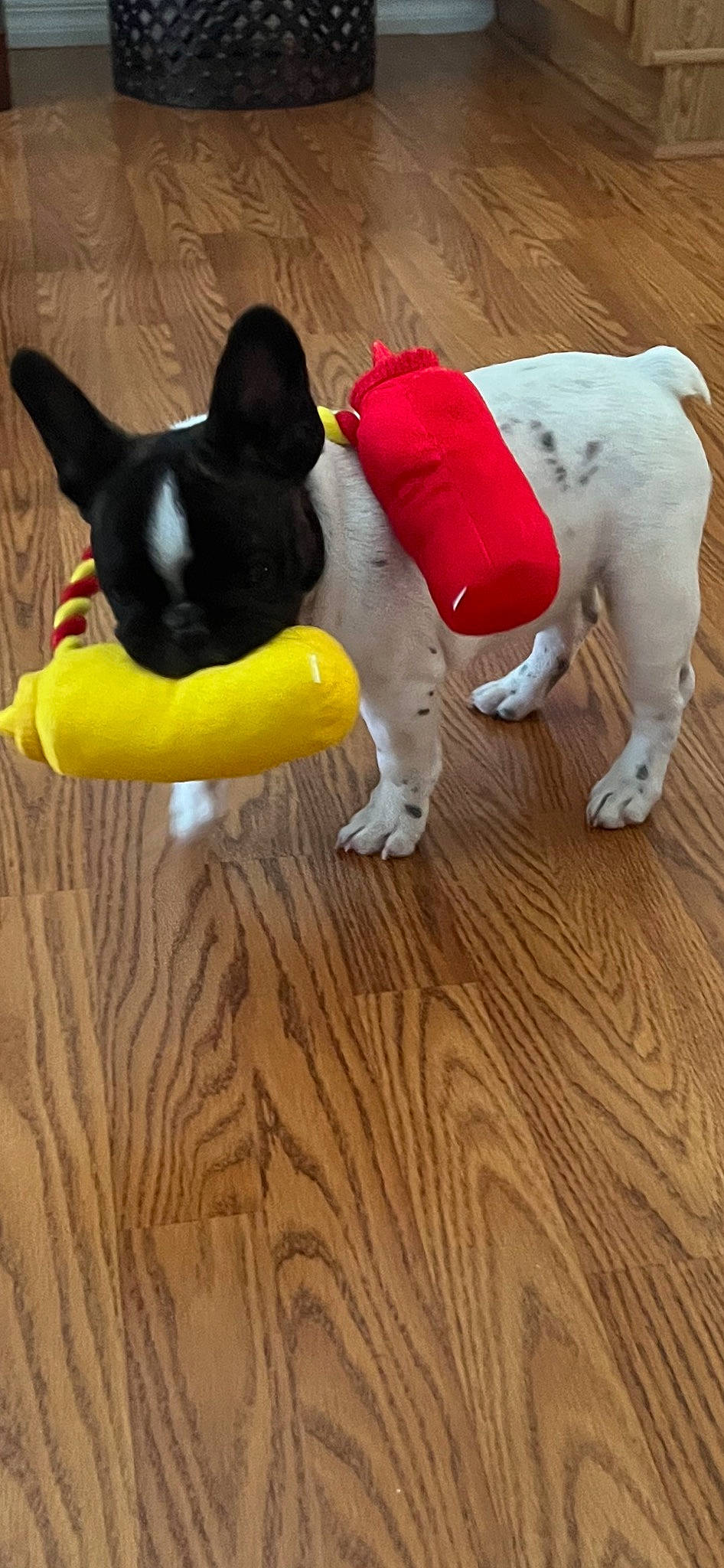 Kevin joined the competition — help win amazing prizes! boston_terrier, canidae, carnivore, collar, companion_dog, dog, dog_breed, dog_clothes, dog_supply, fawn, flooring, hardwood, laminate_flooring, pet_supply, snout, sporting_group, tail, wood, wood_flooring, working_animal